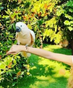 Moluccan Cockatoo Parrot-(Fembe)