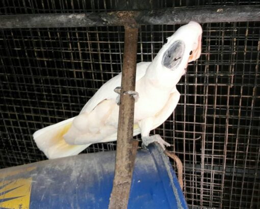 “Male Moluccan Cockatoo Parrot Papi, 1 year 3 months old, vibrant salmon-pink plumage, intelligent and affectionate exotic pet bird”