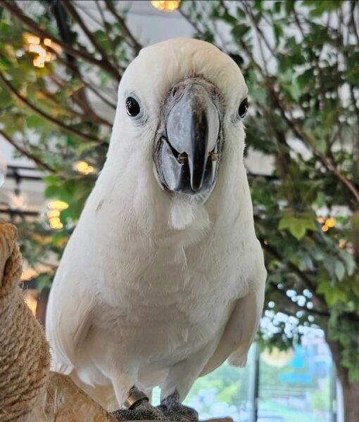 “Male Moluccan Cockatoo Parrot Papi, 1 year 3 months old, vibrant salmon-pink plumage, intelligent and affectionate exotic pet bird”