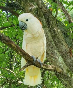 Moluccan Cockatoo Parrot-(Papi)