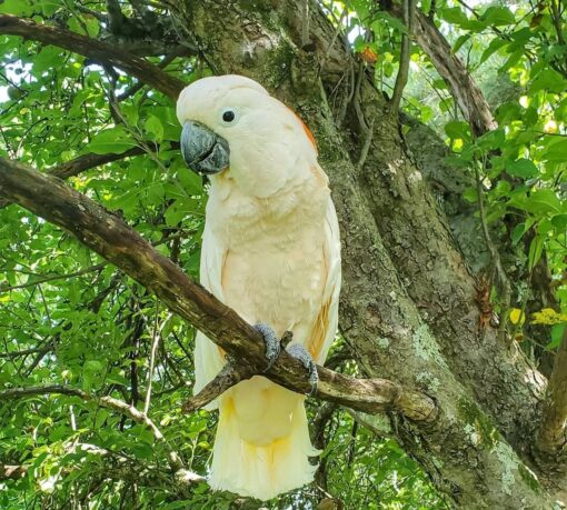 “Male Moluccan Cockatoo Parrot Papi, 1 year 3 months old, vibrant salmon-pink plumage, intelligent and affectionate exotic pet bird”