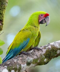 Mutation Buffon Macaw Parrot-(Lipo)