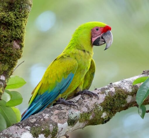 "Close-up of a male Mutation Buffon Macaw Parrot (Lipo) showcasing its pale yellow and white feathers with subtle hints of blue, a strong curved beak, and expressive dark eyes."