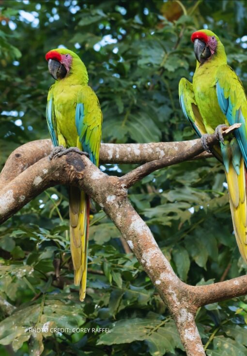 "Close-up of a male Mutation Buffon Macaw Parrot (Lipo) showcasing its pale yellow and white feathers with subtle hints of blue, a strong curved beak, and expressive dark eyes."