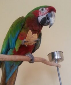 Mutation Buffon Macaw Parrot-(Lura)