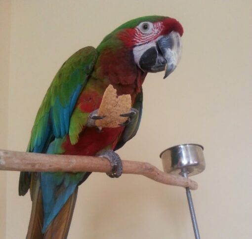 Female Mutation Buffon Macaw named Lura, perched gracefully on a branch, showcasing her vibrant green, blue, and gold plumage with unique mutation color patterns, intelligent eyes, and strong curved beak.