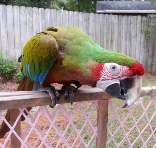 Female Mutation Buffon Macaw named Lura, perched gracefully on a branch, showcasing her vibrant green, blue, and gold plumage with unique mutation color patterns, intelligent eyes, and strong curved beak.