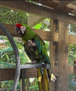 Mutation Buffon Macaw Parrot-(Lura)