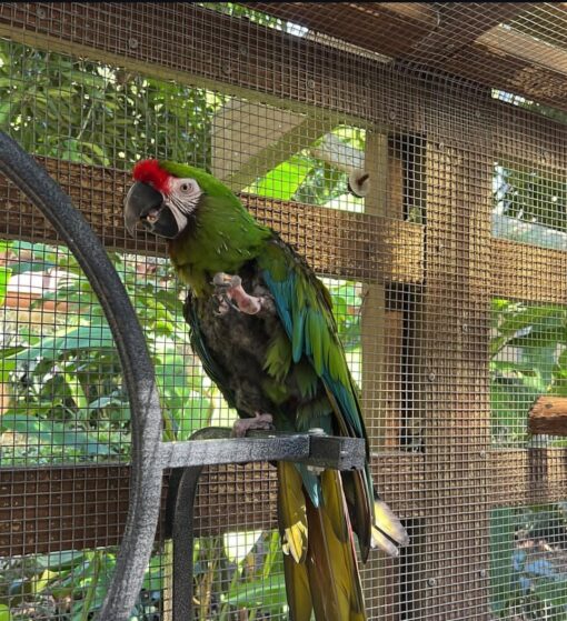 Mutation Buffon Macaw Parrot-(Lura)