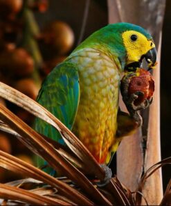 Red Bellied Macaw Parrot-(Pad)