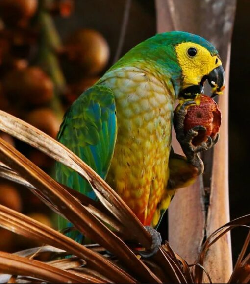 "Vibrant male Red-Bellied Macaw perched on a wooden stand, showcasing its bright green plumage, distinctive reddish belly patch, and golden facial markings against a soft, natural background."