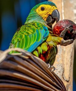 Red Bellied Macaw Parrot-(Pad)