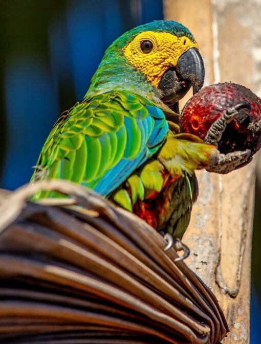 Red Bellied Macaw Parrot-(Pad) - Image 2