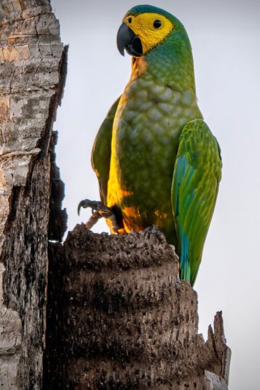 "Vibrant male Red-Bellied Macaw perched on a wooden stand, showcasing its bright green plumage, distinctive reddish belly patch, and golden facial markings against a soft, natural background."