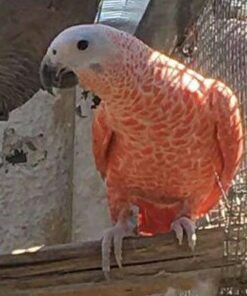 Red Factor African Grey Parrots-(Males/Females)