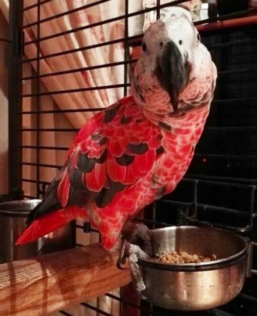Red Factor African Grey Parrots-(Males/Females) - Image 3