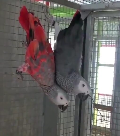 Red Factor African Grey Parrots-(Males/Females) - Image 4