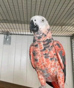 Red Factor African Grey Parrots-(Males/Females)