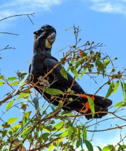 Red Tail Black Cockatoo Parrot-(Zaza)