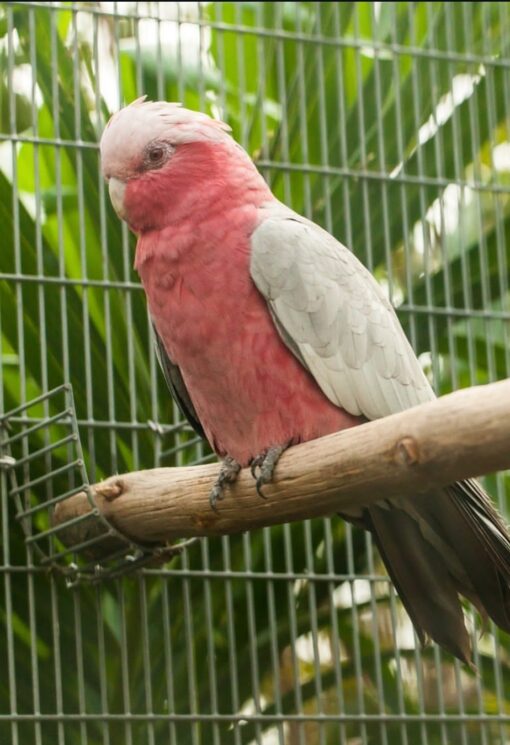 “Male Rose-Breasted Galah Cockatoo Parrot named Emy, 1 year 3 months old, fully vaccinated, vibrant pink and grey plumage, friendly companion bird.”