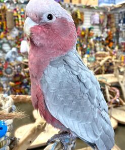 Rose Breasted-Galah Cockatoo Parrot-(Emy)