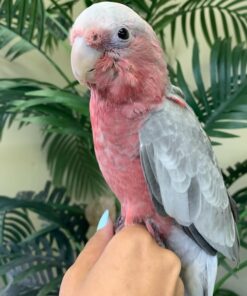 Rose Breasted-Galah Cockatoo Parrot-(Emy)