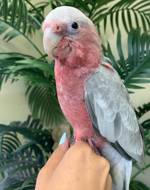 “Male Rose-Breasted Galah Cockatoo Parrot named Emy, 1 year 3 months old, fully vaccinated, vibrant pink and grey plumage, friendly companion bird.”