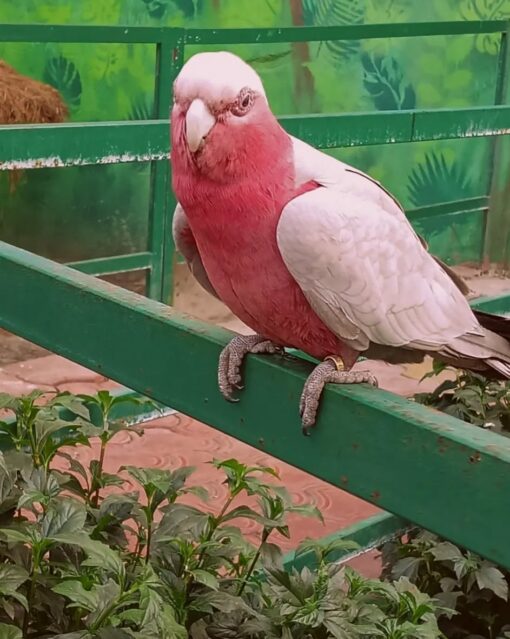 “Female Rose Breasted Galah Cockatoo Parrot Razy, 1-year-3-months-old, friendly and vaccinated, vibrant pink and grey plumage, playful companion bird.”