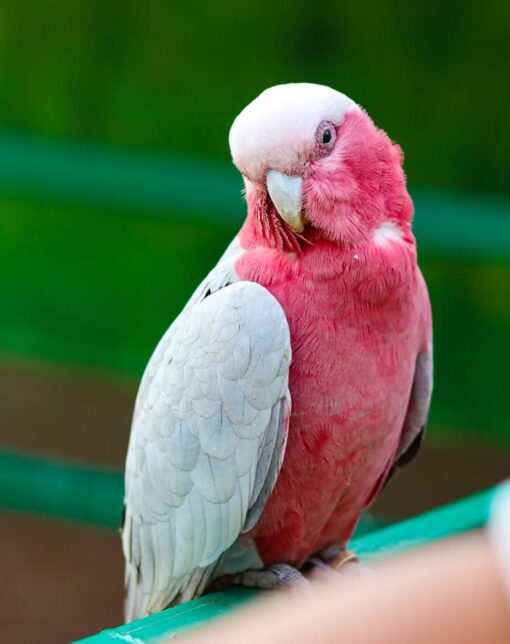 Rose Breasted-Galah Cockatoo Parrot-(Razy) - Image 2