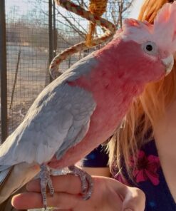 Rose Breasted-Galah Cockatoo Parrot-(Razy)