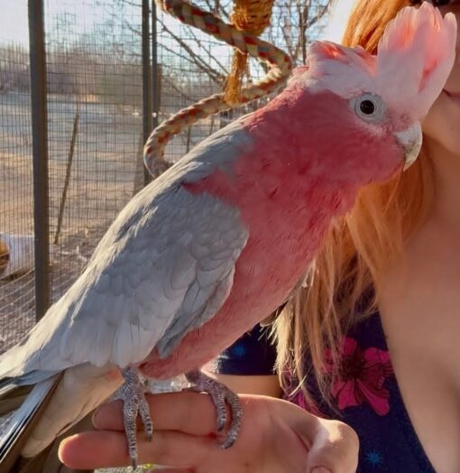 “Female Rose Breasted Galah Cockatoo Parrot Razy, 1-year-3-months-old, friendly and vaccinated, vibrant pink and grey plumage, playful companion bird.”