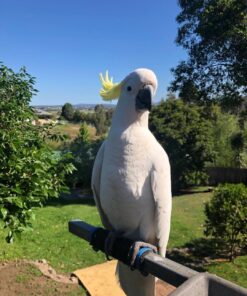 Sulphur Crested Cockatoo Parrot-(Ratty)