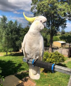 Sulphur Crested Cockatoo Parrot-(Ratty)