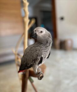 Timneh African Grey Parrot-(Lache)