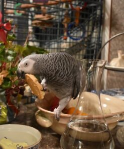 Timneh African Grey Parrot-(Lache)