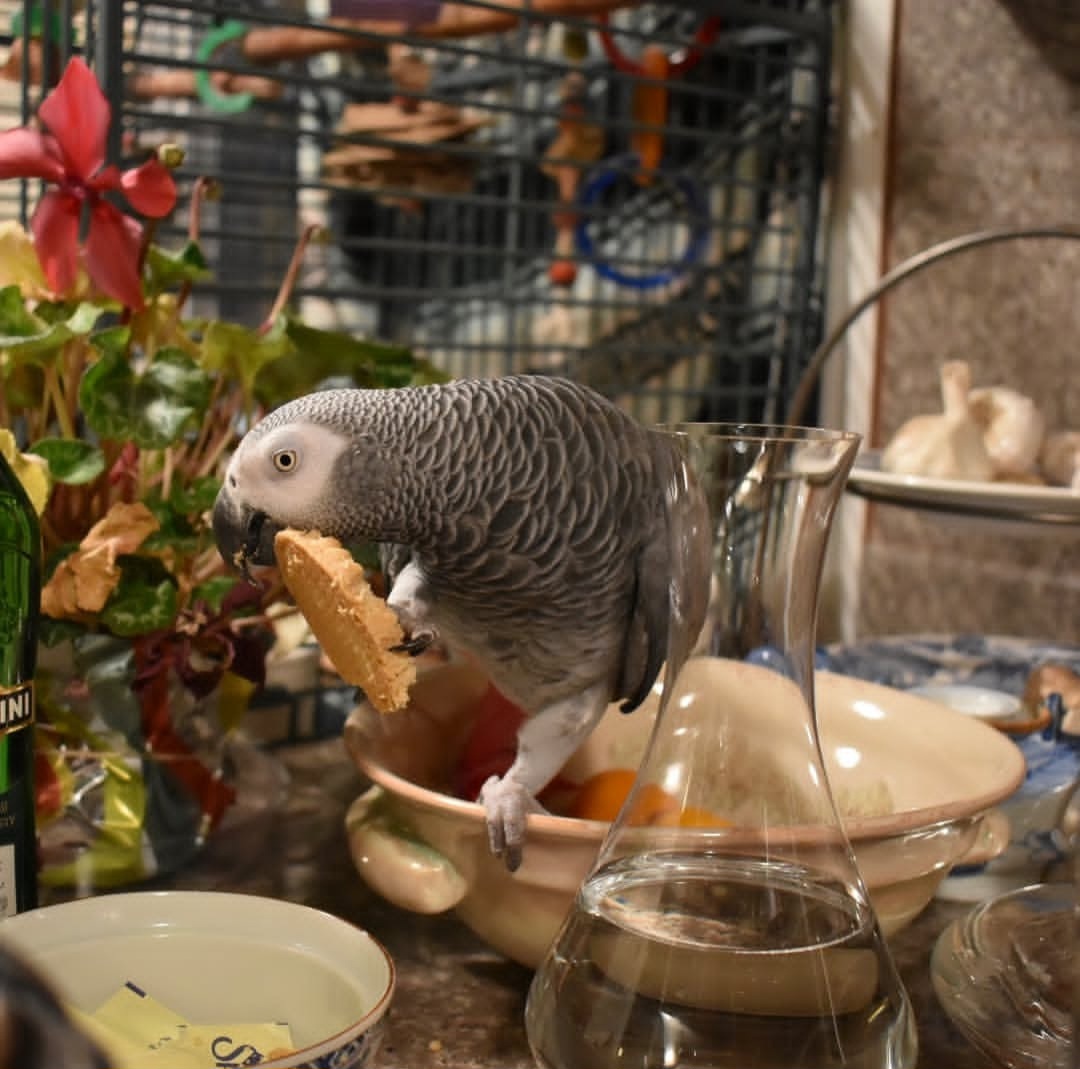 Male Timneh African Grey Parrot named Lache perched on a branch, showcasing grey feathers, maroon tail, and curious expression.
