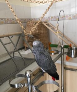 Timneh African Grey Parrot-(Lizy)