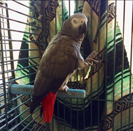 Timneh African Grey Parrot-(Lizy) - Image 3