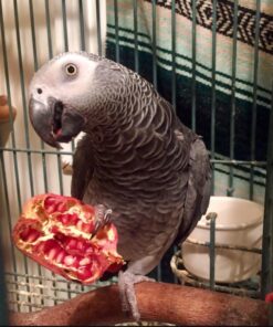 Timneh African Grey Parrot-(Lizy)
