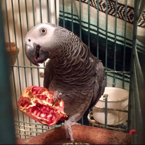 Female Timneh African Grey Parrot named Lizy perched calmly, displaying sleek grey feathers and a striking maroon tail.