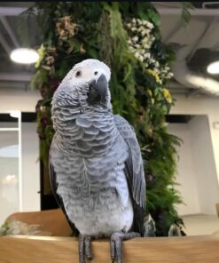 Timneh African Grey Parrot-(Mare)