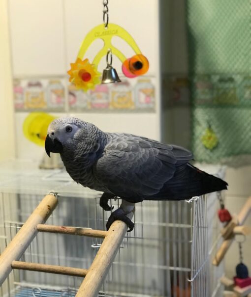 Timneh African Grey Parrot-(Mare) - Image 3