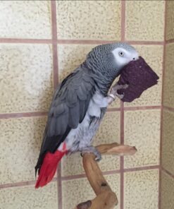 Timneh African Grey Parrot-(Mare)