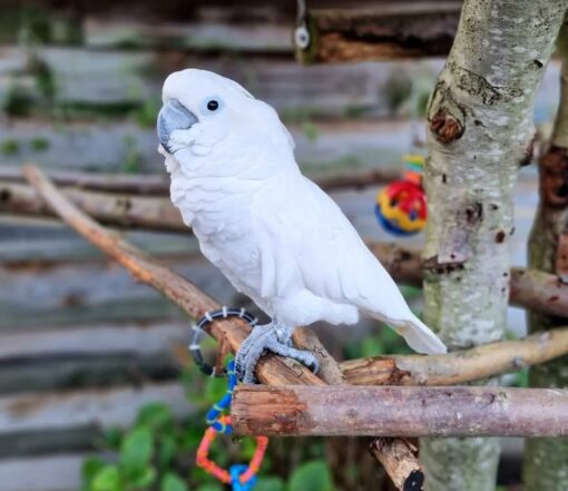 Umbrella Cockatoo Parrot-(Betty) - Image 2