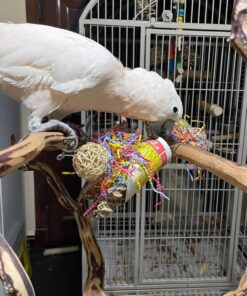 Umbrella Cockatoo Parrot-(Betty)