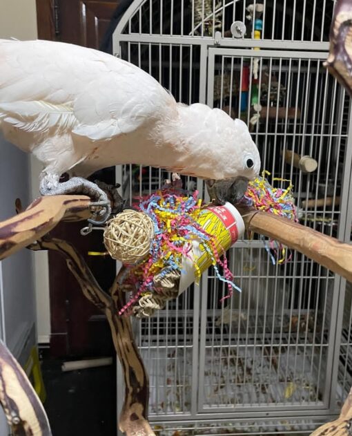 “Female Umbrella Cockatoo Parrot named Betty, 1 year 3 months old, hand-raised, fully vaccinated, playful and affectionate companion bird.”