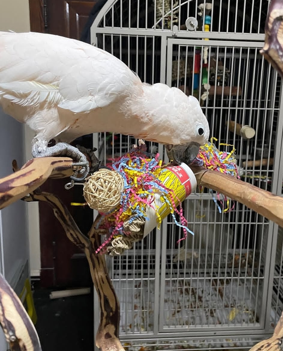 “Female Umbrella Cockatoo Parrot named Betty, 1 year 3 months old, hand-raised, fully vaccinated, playful and affectionate companion bird.”