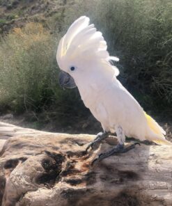 Umbrella Cockatoo Parrot-(Bibi)