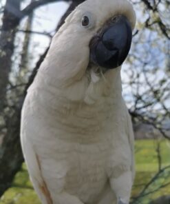 Umbrella Cockatoo Parrot-(Bibi)