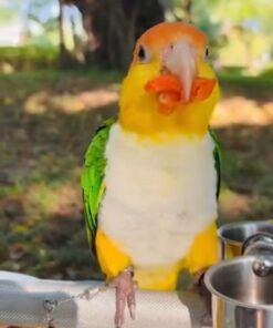 White-Bellied Caique Parrot-(Fani)